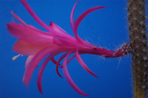 aporocactus mallisonii kwiat z boku